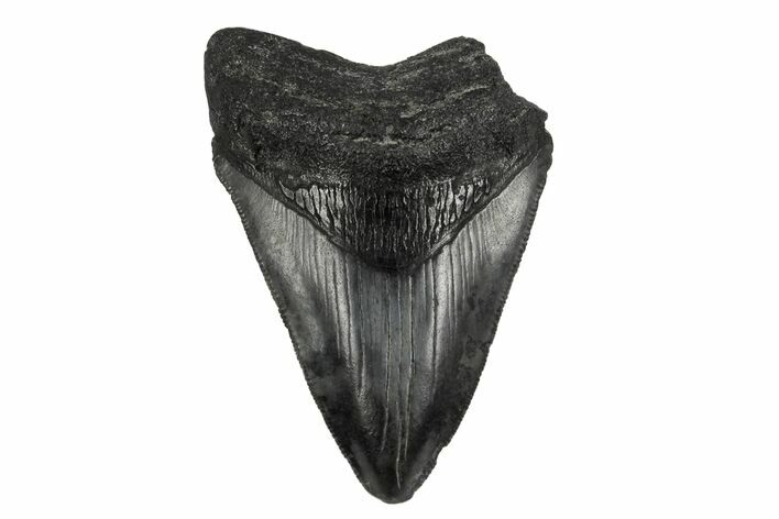 Serrated, Fossil Megalodon Tooth - South Carolina #168184